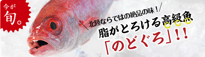 北陸ならではの絶品の味!脂がとろける高級魚「のどぐろ」!!