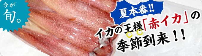 夏本番!!イカの王様「赤イカ」の季節到来！！